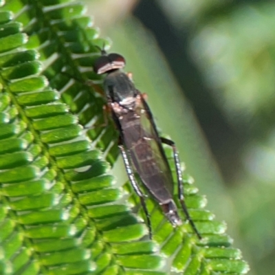 Taenogerella elizabethae at Nicholls, ACT - 18 Jan 2024 by Hejor1