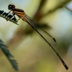 Nososticta solida (Orange Threadtail) at Percival Hill - 18 Jan 2024 by Hejor1