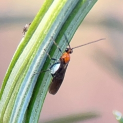 Braconidae (family) at Percival Hill - 18 Jan 2024