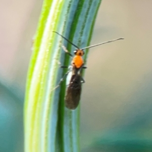 Braconidae (family) at Percival Hill - 18 Jan 2024