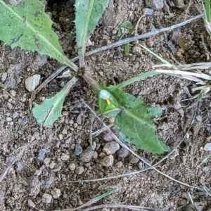 Cuspicona sp. (genus) at Florey, ACT - 18 Jan 2024