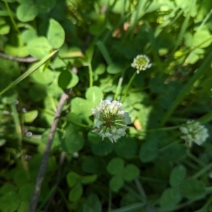 Trifolium repens at Florey, ACT - 18 Jan 2024