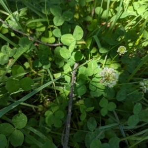 Trifolium repens at Florey, ACT - 18 Jan 2024