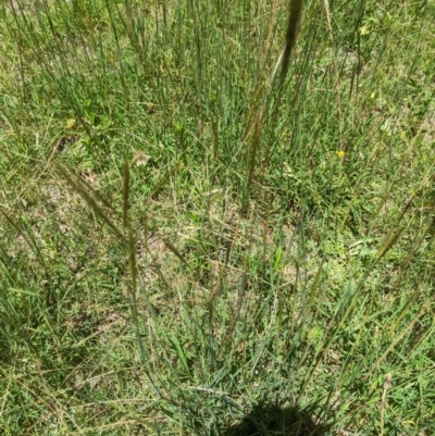 Bothriochloa macra (Red Grass, Red-leg Grass) at Florey, ACT - 18 Jan 2024 by rbannister