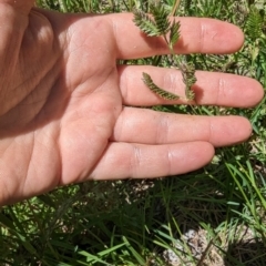 Eleusine tristachya (Goose Grass, Crab Grass, American Crows-Foot Grass) at Florey, ACT - 18 Jan 2024 by rbannister