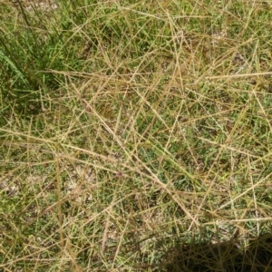 Chloris truncata at Florey, ACT - 18 Jan 2024