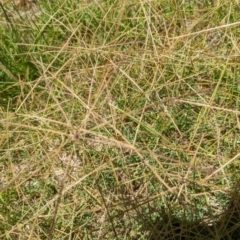 Chloris truncata at Florey, ACT - 18 Jan 2024