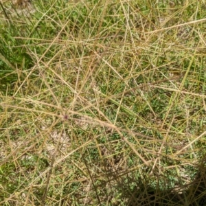 Chloris truncata at Florey, ACT - 18 Jan 2024