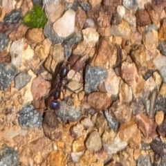 Iridomyrmex purpureus at Florey, ACT - 18 Jan 2024 01:45 PM