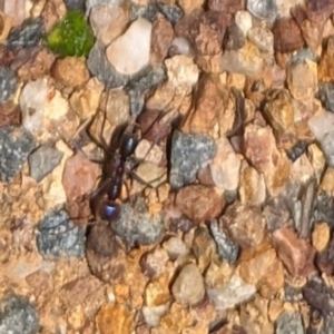 Iridomyrmex purpureus at Florey, ACT - 18 Jan 2024