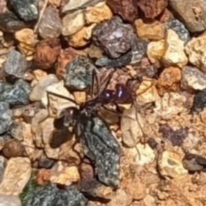 Iridomyrmex purpureus at Florey, ACT - 18 Jan 2024 01:45 PM