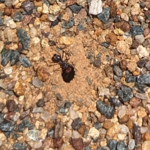 Iridomyrmex purpureus at Florey, ACT - 18 Jan 2024 01:45 PM