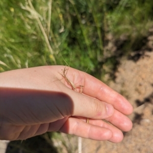 Austrostipa bigeniculata at Florey, ACT - 18 Jan 2024