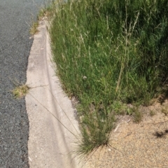 Austrostipa bigeniculata at Florey, ACT - 18 Jan 2024