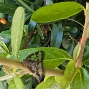 Scolypopa australis at Florey, ACT - 18 Jan 2024