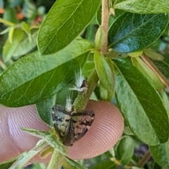 Scolypopa australis at Florey, ACT - 18 Jan 2024