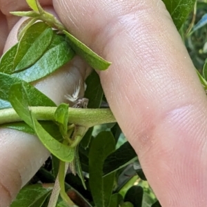 Scolypopa australis at Florey, ACT - 18 Jan 2024 01:52 PM