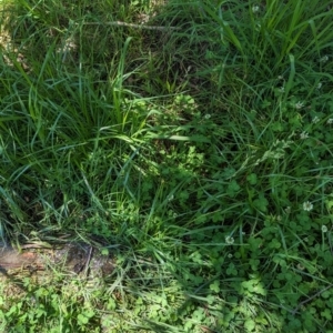 Festuca pratensis at Florey, ACT - 18 Jan 2024