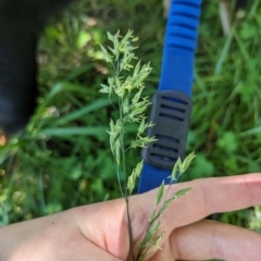 Festuca pratensis at Florey, ACT - 18 Jan 2024 01:53 PM