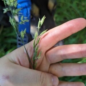 Festuca pratensis at Florey, ACT - 18 Jan 2024 01:53 PM