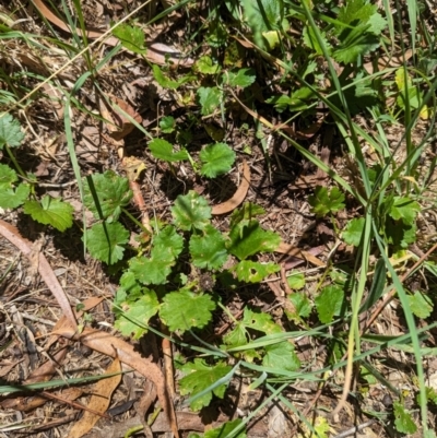 Modiola caroliniana (Red-flowered Mallow) at Florey, ACT - 18 Jan 2024 by rbannister