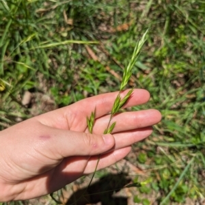 Bromus catharticus at Florey, ACT - 18 Jan 2024 01:54 PM