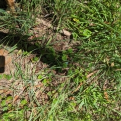 Bromus catharticus at Florey, ACT - 18 Jan 2024