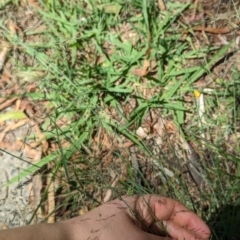 Eragrostis curvula at Florey, ACT - 18 Jan 2024