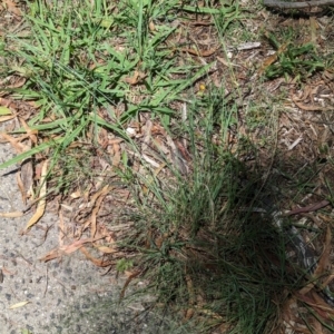 Eragrostis curvula at Florey, ACT - 18 Jan 2024