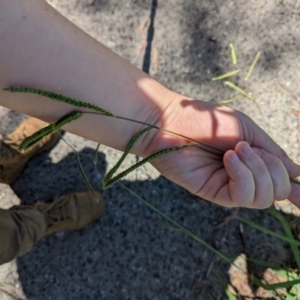 Paspalum dilatatum at Florey, ACT - 18 Jan 2024