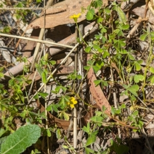 Oxalis exilis at Florey, ACT - 18 Jan 2024