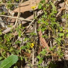 Oxalis exilis (Shady Wood Sorrel) at Florey, ACT - 18 Jan 2024 by rbannister