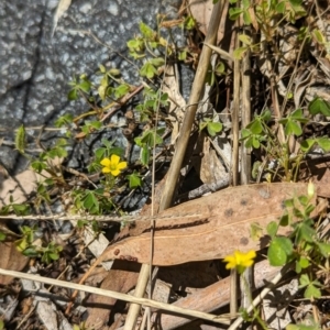 Oxalis exilis at Florey, ACT - 18 Jan 2024