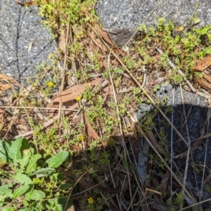 Oxalis exilis at Florey, ACT - 18 Jan 2024