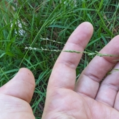 Ehrharta erecta (Panic Veldtgrass) at Florey, ACT - 18 Jan 2024 by rbannister