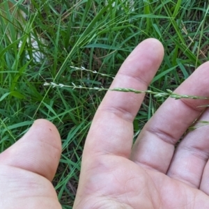 Ehrharta erecta at Florey, ACT - 18 Jan 2024