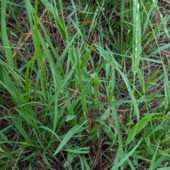 Ehrharta erecta at Florey, ACT - 18 Jan 2024