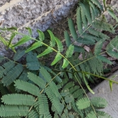 Acacia sp. at Florey, ACT - 18 Jan 2024