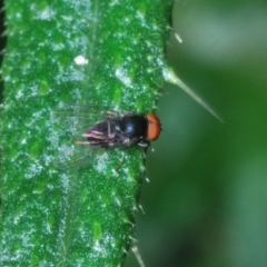 Lindneromyia sp. (Flat-footed fly) at Kambah, ACT - 15 Jan 2024 by Harrisi