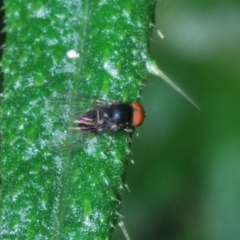 Lindneromyia sp. (Flat-footed fly) at Mount Taylor - 15 Jan 2024 by Harrisi