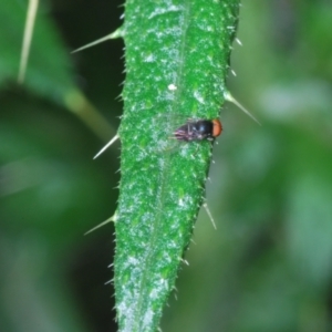 Lindneromyia sp. at Mount Taylor - 15 Jan 2024