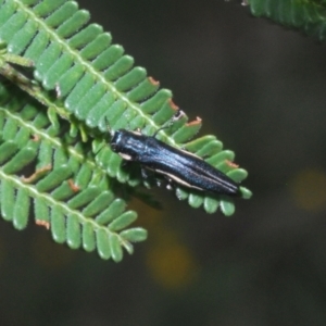 Agrilus hypoleucus at Mount Taylor - 15 Jan 2024