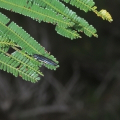 Agrilus hypoleucus at Mount Taylor - 15 Jan 2024