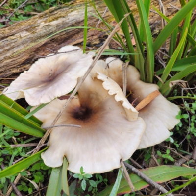 Omphalotus nidiformis (Ghost Fungus) at Nunnock Swamp - 18 Jan 2024 by Csteele4