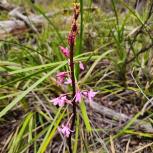 Dipodium roseum at South East Forest National Park - 18 Jan 2024