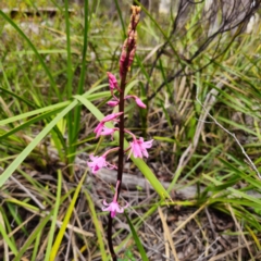 Dipodium roseum at South East Forest National Park - 18 Jan 2024