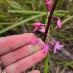 Dipodium roseum at South East Forest National Park - 18 Jan 2024