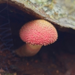 Boletellus emodensis at Glen Allen, NSW - 18 Jan 2024 03:44 PM