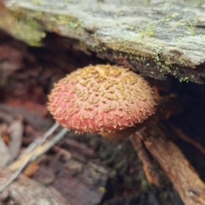 Boletellus emodensis at Glen Allen, NSW - 18 Jan 2024 03:44 PM