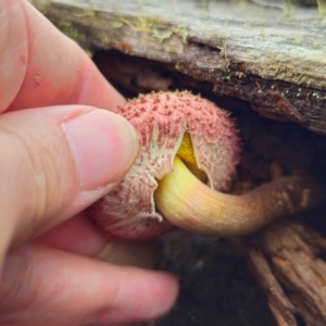 Boletellus emodensis at Glen Allen, NSW - 18 Jan 2024 03:44 PM